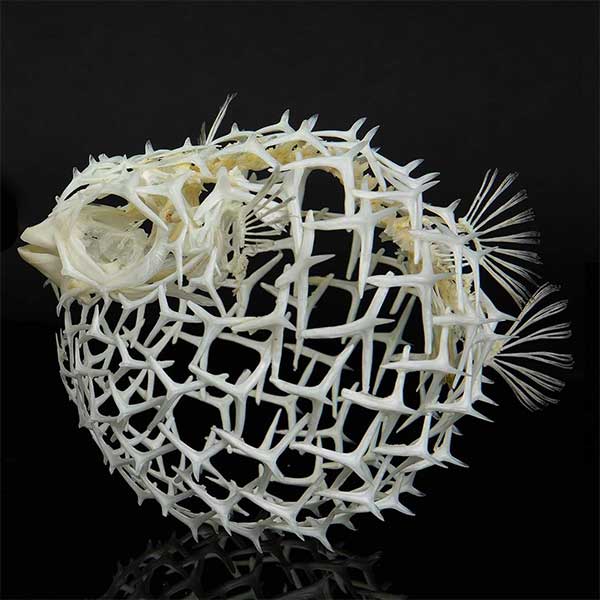 porcupinefish skeleton