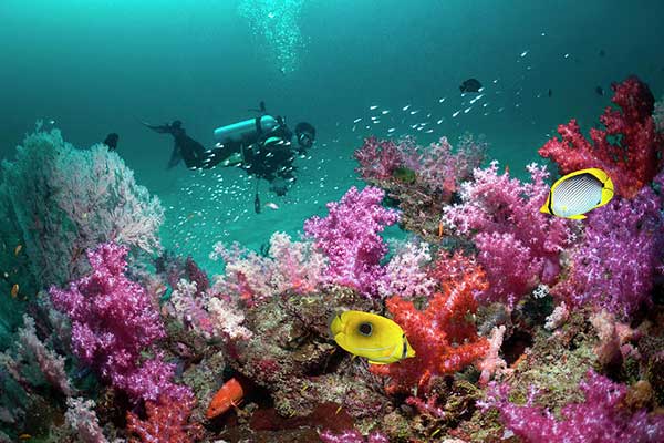 Koh Lipe diving