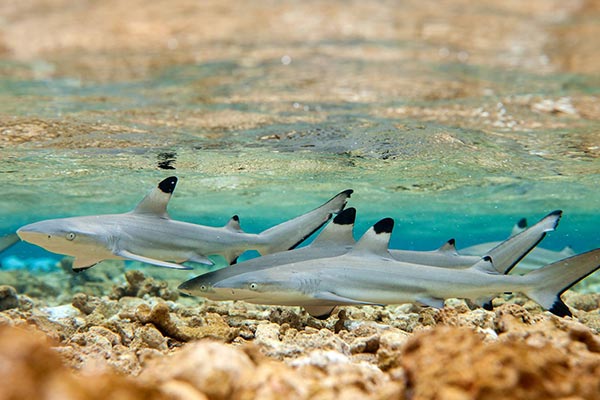 young blacktip sharks