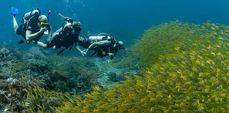 Thailand yellow snapper