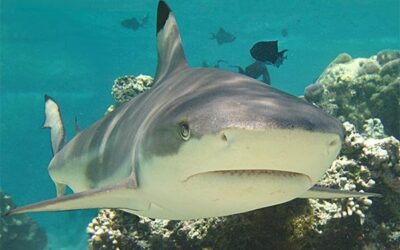 The Social Life of Blacktip Reef Sharks