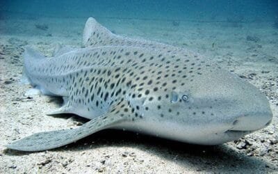 The return of Thailand’s’ Zebra Sharks