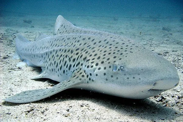 Thailand Zebra Shark