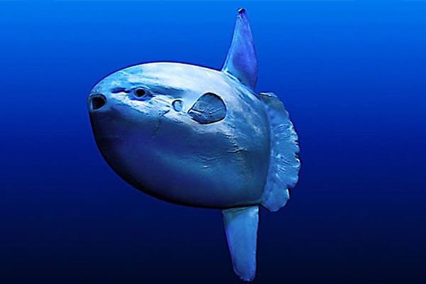 Bali Mola Mola