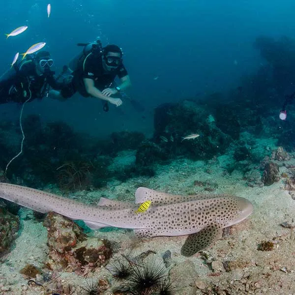 phuket diving leopard shark phuket diving leopard shark
