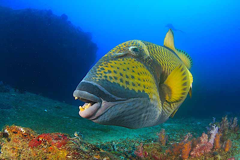 Fascinating triggerfish