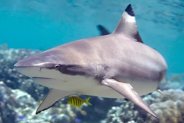 Diving with sharks in Thailand