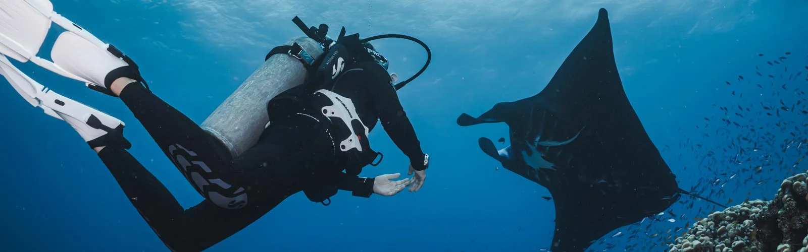 diver with manta