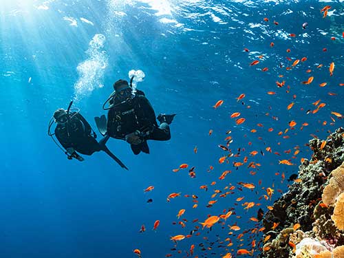 diver with manta