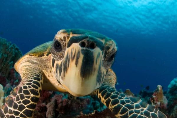 Sea Turtles: 10 Fascinating Facts You Didn’t Know