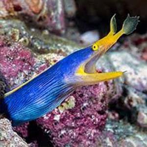 blue ribbon-eel
