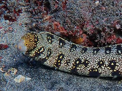 clouded moray eel