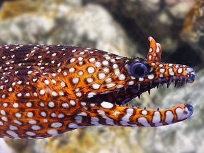 dragon moray eel