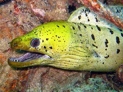 fimbriated moray eel