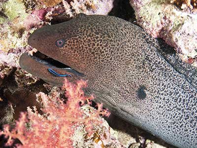 giant moray eel