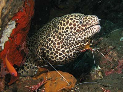 honeycomb moray eel