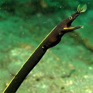 juvenile ribbon-eel