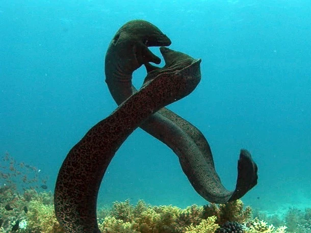 mating moray eels