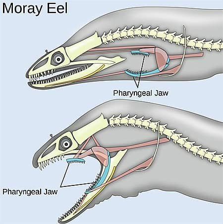 moray-eel-jaws
