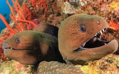 Fascinating Moray eels don’t get the love they deserve