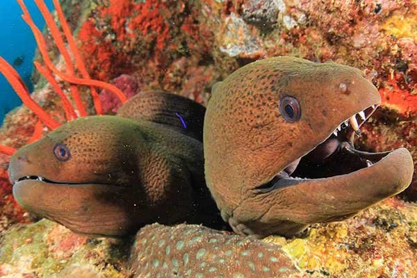 moray eels
