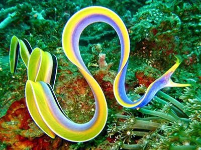 ribbon eel
