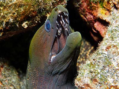 undulated moray eel
