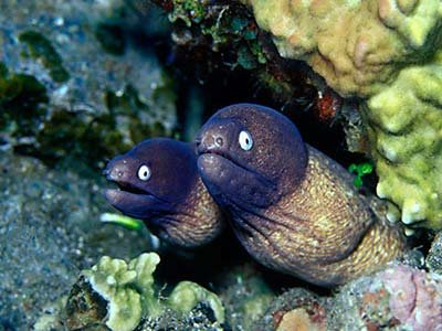white eyed moray eel