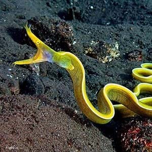 yellow ribbon-eel