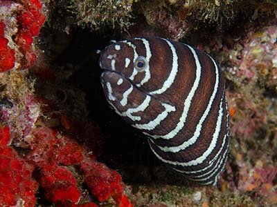 zebra moray eel
