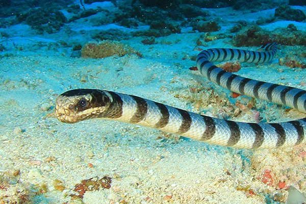 Sea Krait