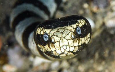 Banded Sea Kraits: The Ocean’s Most Polite Serial Killers