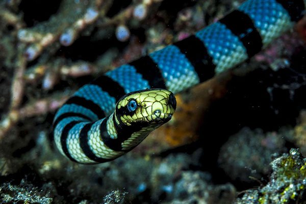 Sea Krait