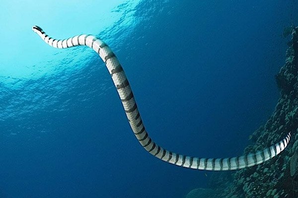 Sea Krait