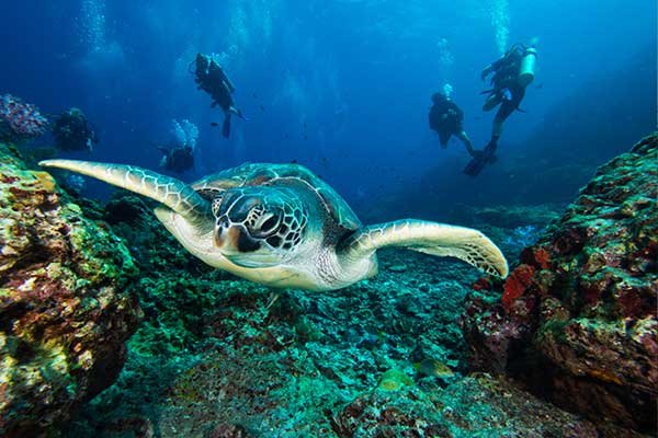 sea turtle