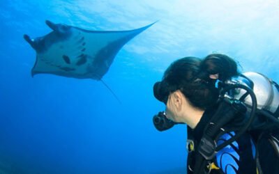 Neuer Standort für unseren PADI IDC: Komodo, Indonesien