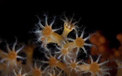 A Dive Instructor’s Guide to Soft Corals